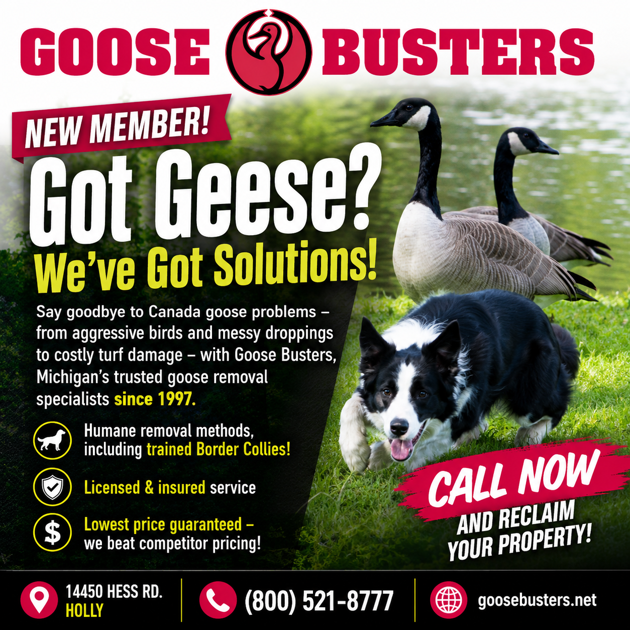 gooseb_gotgeese_600sq image